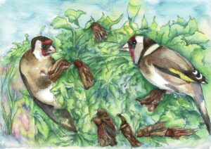 watercolour painting of goldfinches feeding called Sharing the Feast