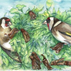 watercolour painting of goldfinches feeding called Sharing the Feast