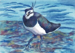 Mixed media painting of a lapwing on the water's edge