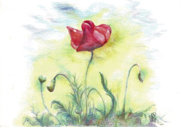 Summer's Arrival colourful painting of single poppy