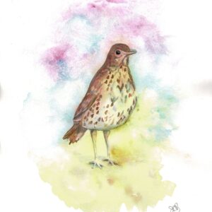 Early Morning song thrush