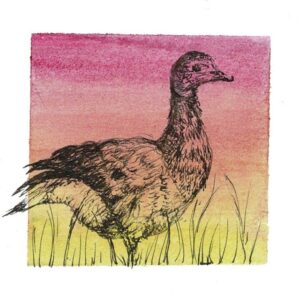 Photo of a miniature painting of a Brent Goose