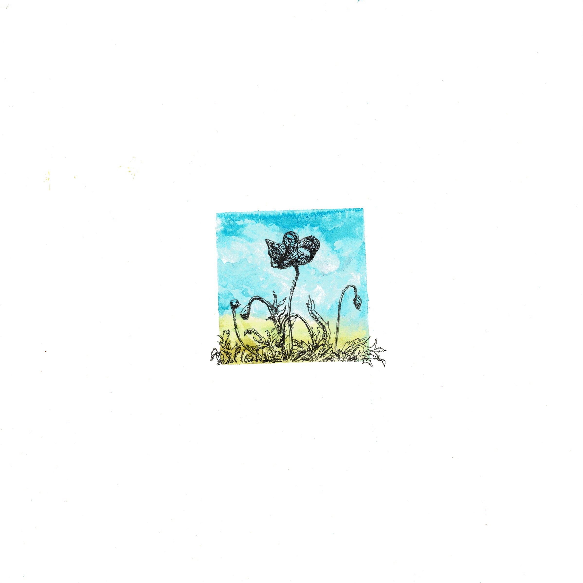 miniature ink illustration of a poppy over watercolour background