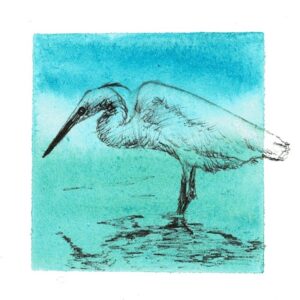 An ink drawing of a little egret and his reflection on a watercolour background