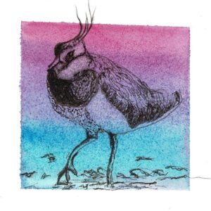 Ink drawing of a lapwing on a graduated watercolour background