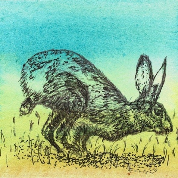 Ink over watercolour painting of a sprinting hare