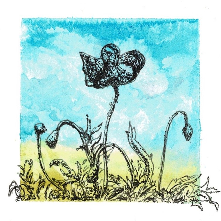 Poppy ink illustration on watercolour background