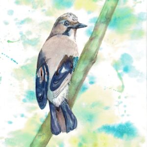 A colourful watercolour painting of a jay perched on a branch, glancing over his shoulder with abstract background