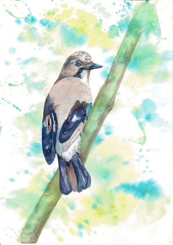 A colourful watercolour painting of a jay perched on a branch, glancing over his shoulder with abstract background