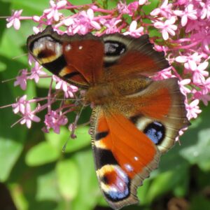 Photo of a peacock butterfly