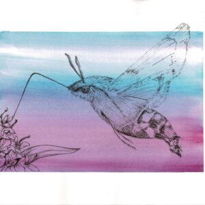 hummingbird hawkmoth painting