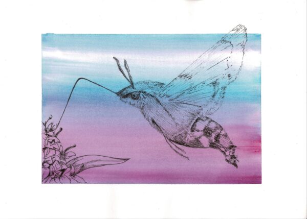 hummingbird hawkmoth painting
